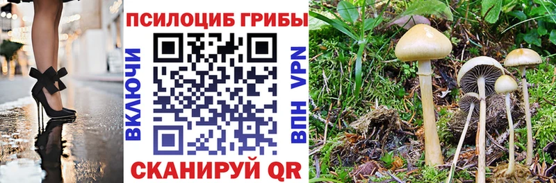 наркота Пермь Галлюциногенные грибы Cubensis